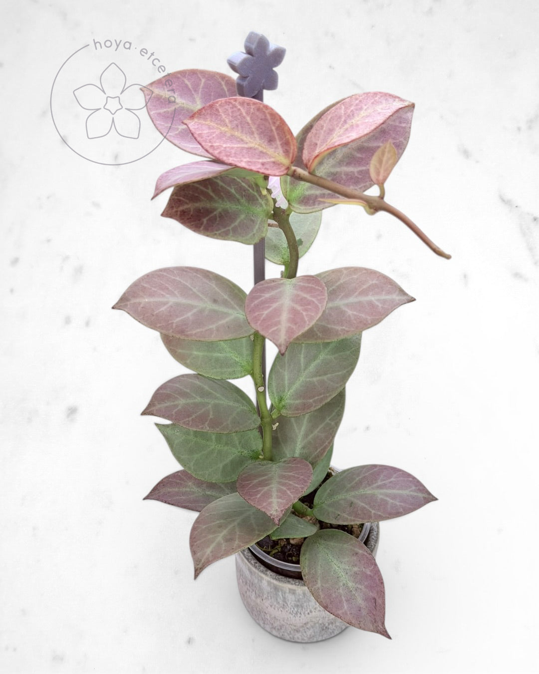 Hoya obscura 'Cryptic Chrome' CML-09-21-A