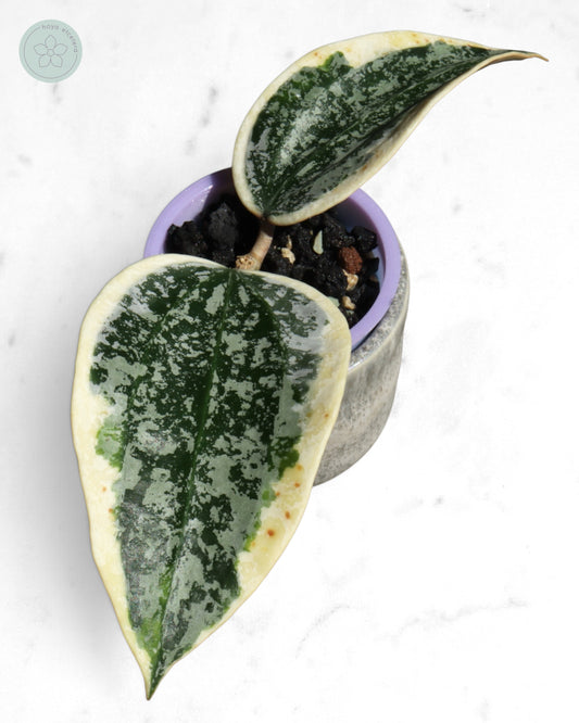 Hoya sp. Rangsan (albo splash)