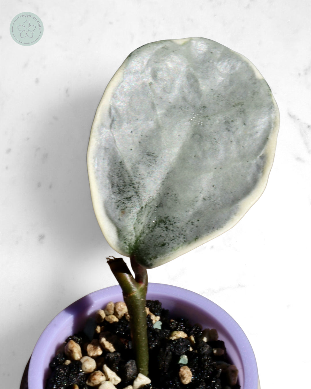 Hoya carnosa 'Argentea Picta'