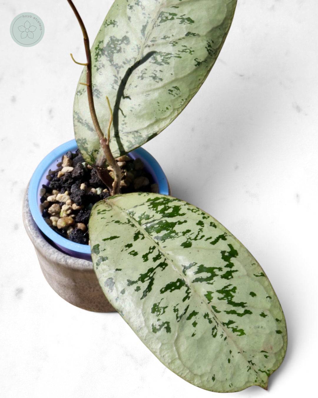 Hoya 'Lorelai'