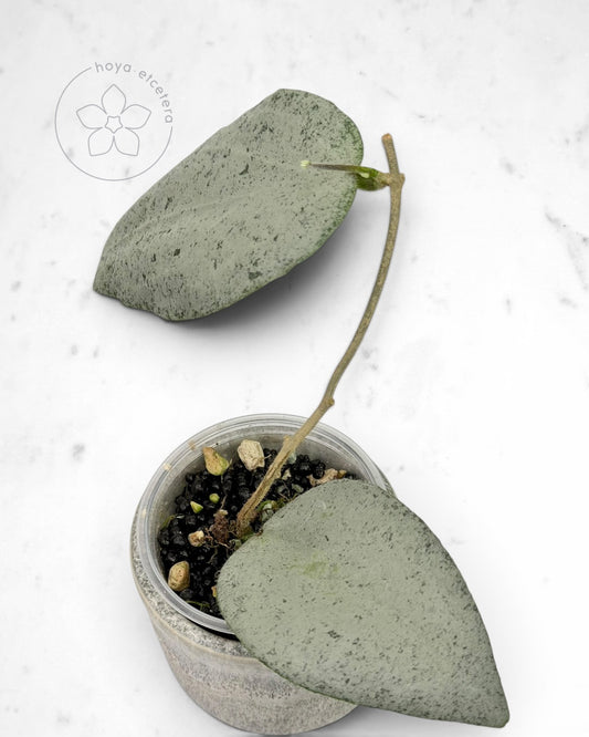 Hoya caudata 'Argene'