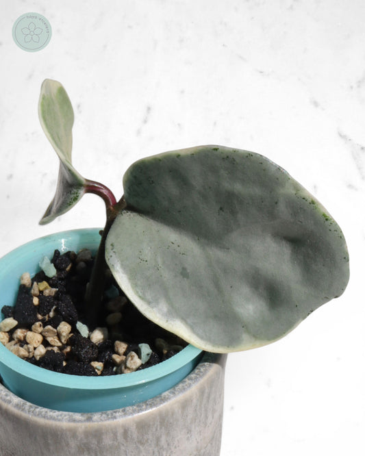 Hoya carnosa 'Argentea Picta' 🌱 cutting