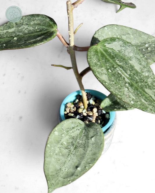 Hoya 'Rimba Perak' (silver)