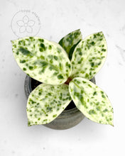 Load image into Gallery viewer, Hoya carnosa 'Madara' (Snow Angel)