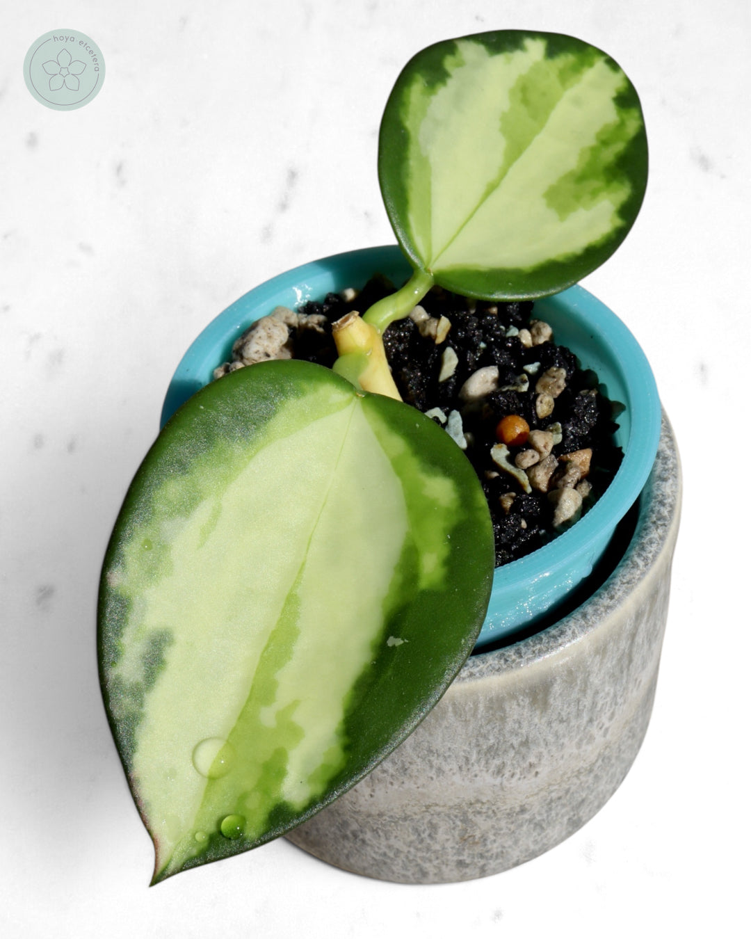Hoya para (variegated)