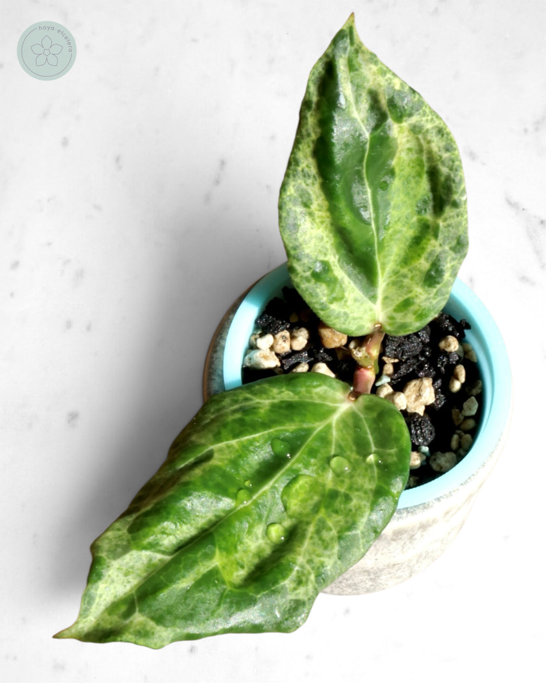 Hoya 'Candy'