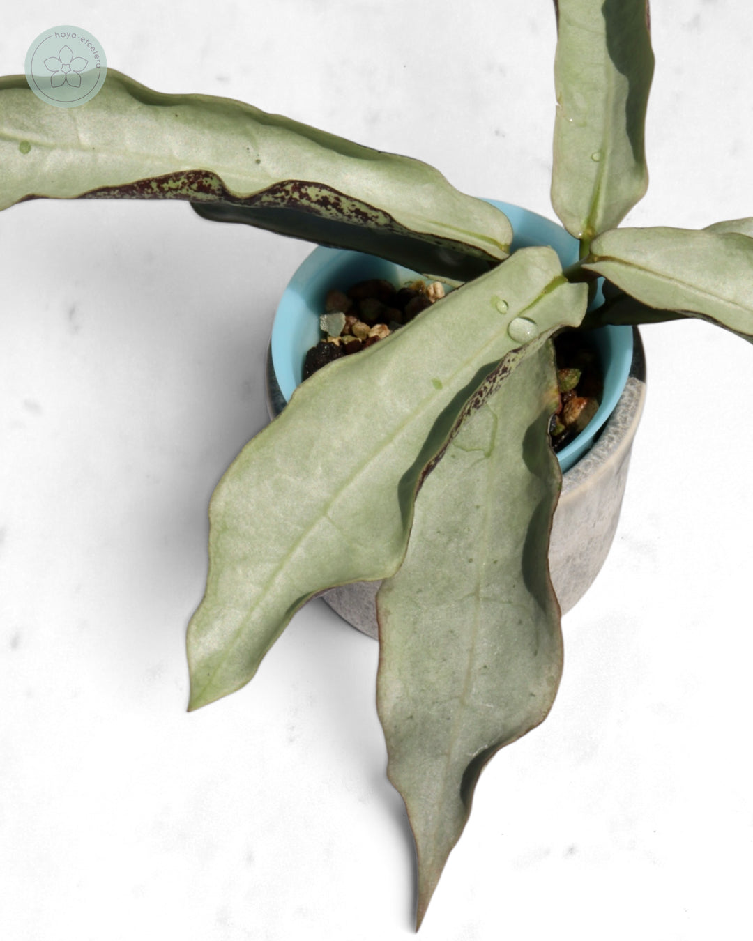 Hoya mitrata (sp. Buntok silver AH clone)