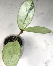 Load image into Gallery viewer, Hoya 'Snowman' 🦄