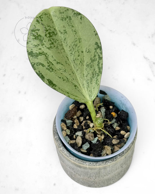 Hoya subquintuplinervis (silver)