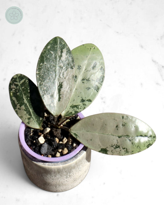 Hoya elliptica (silver)