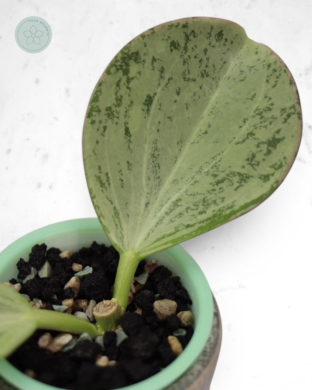 Hoya subquintuplinervis (silver)