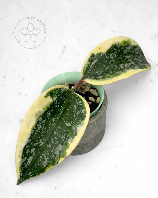 Hoya sp. Rangsan (albo splash)