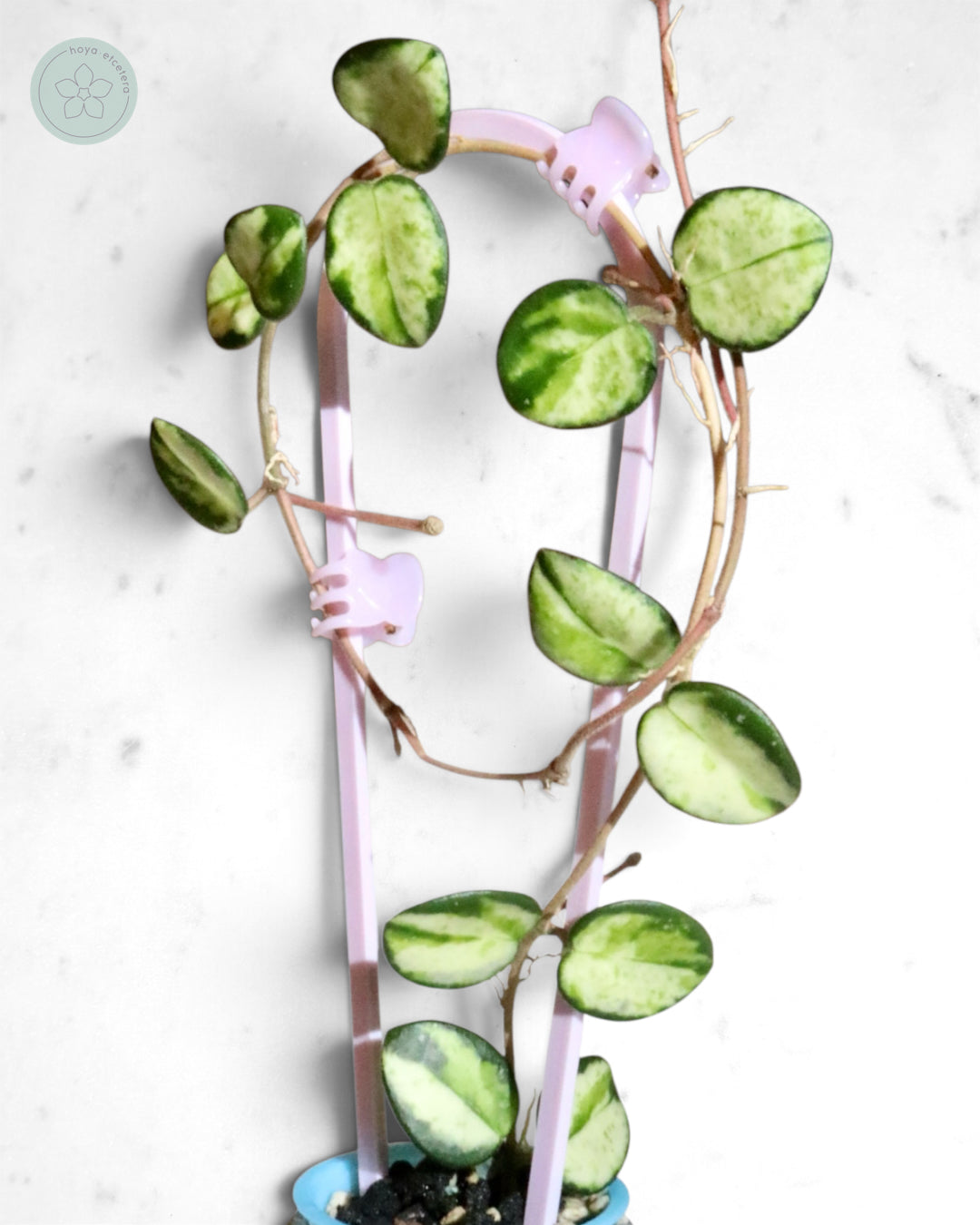 Hoya 'Mathilde' (variegated)