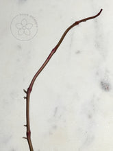 Load image into Gallery viewer, Hoya 'Swiffer’s Nightmare' 🦄