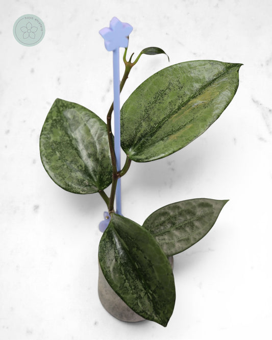 Hoya latifolia 'Rimba Perak' (silver)