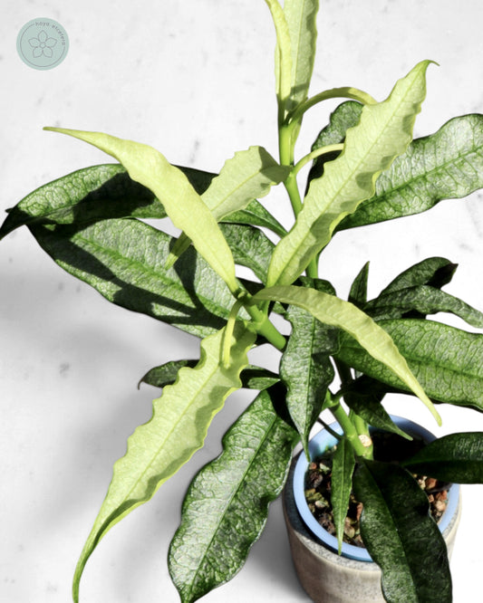 Hoya irisae (silver)