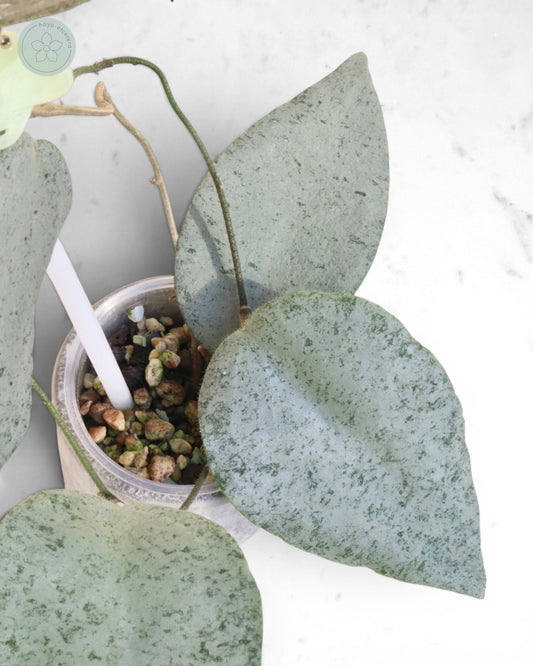 Hoya caudata 'Argene'