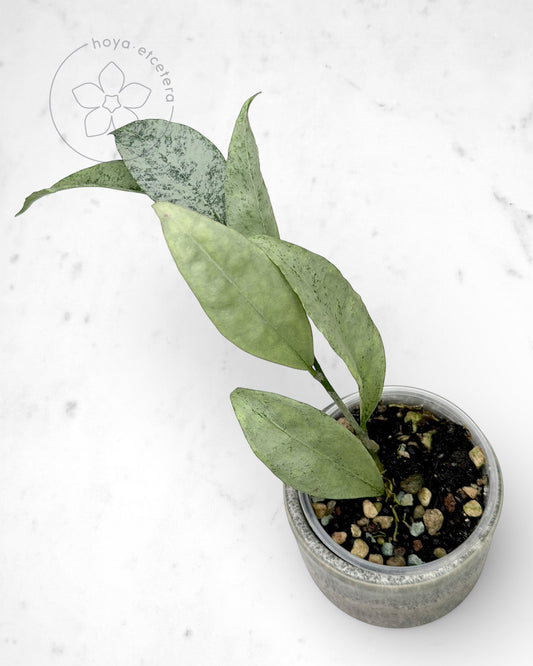 Hoya amicabilis (silver)