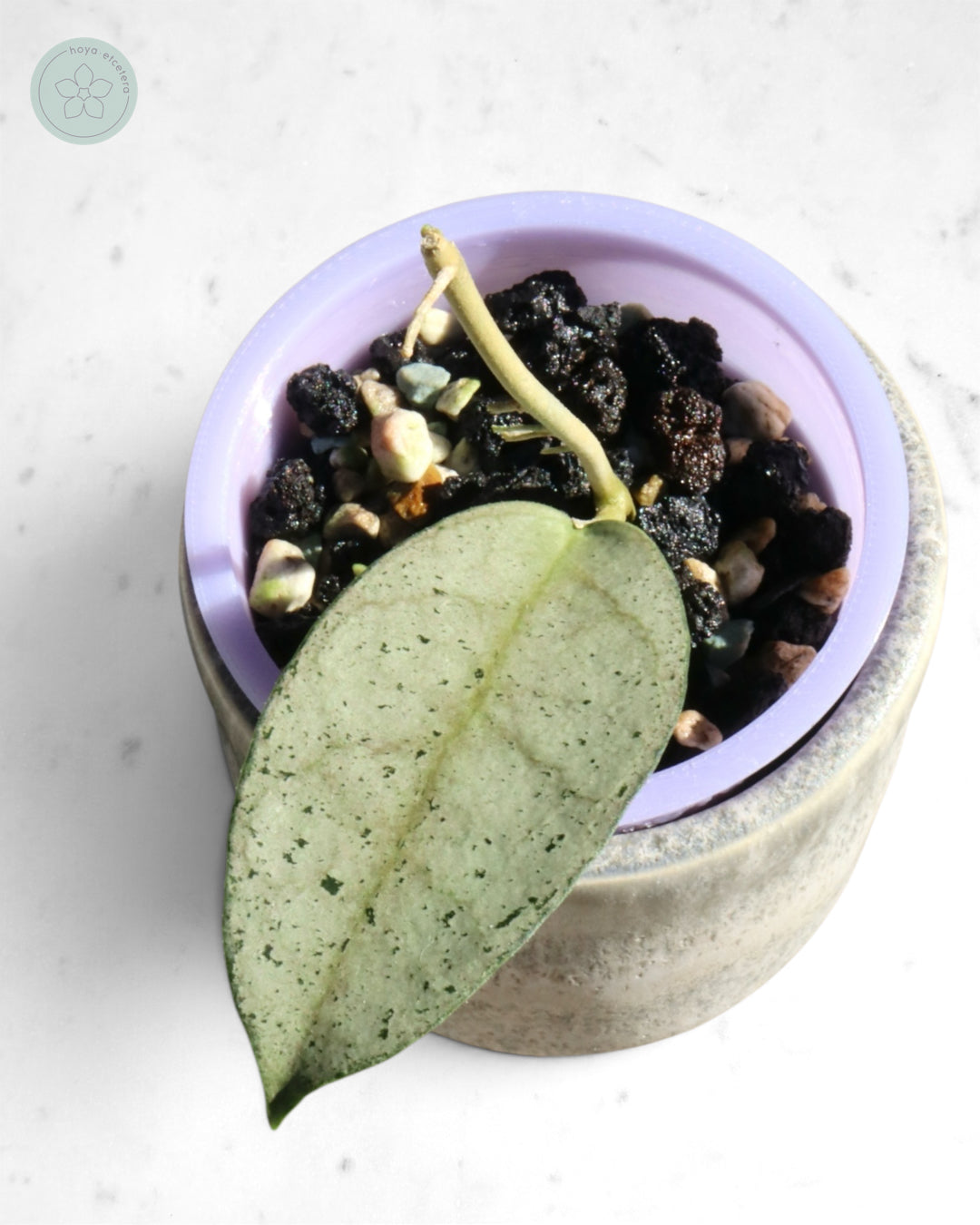 Hoya 'Moon Blush'