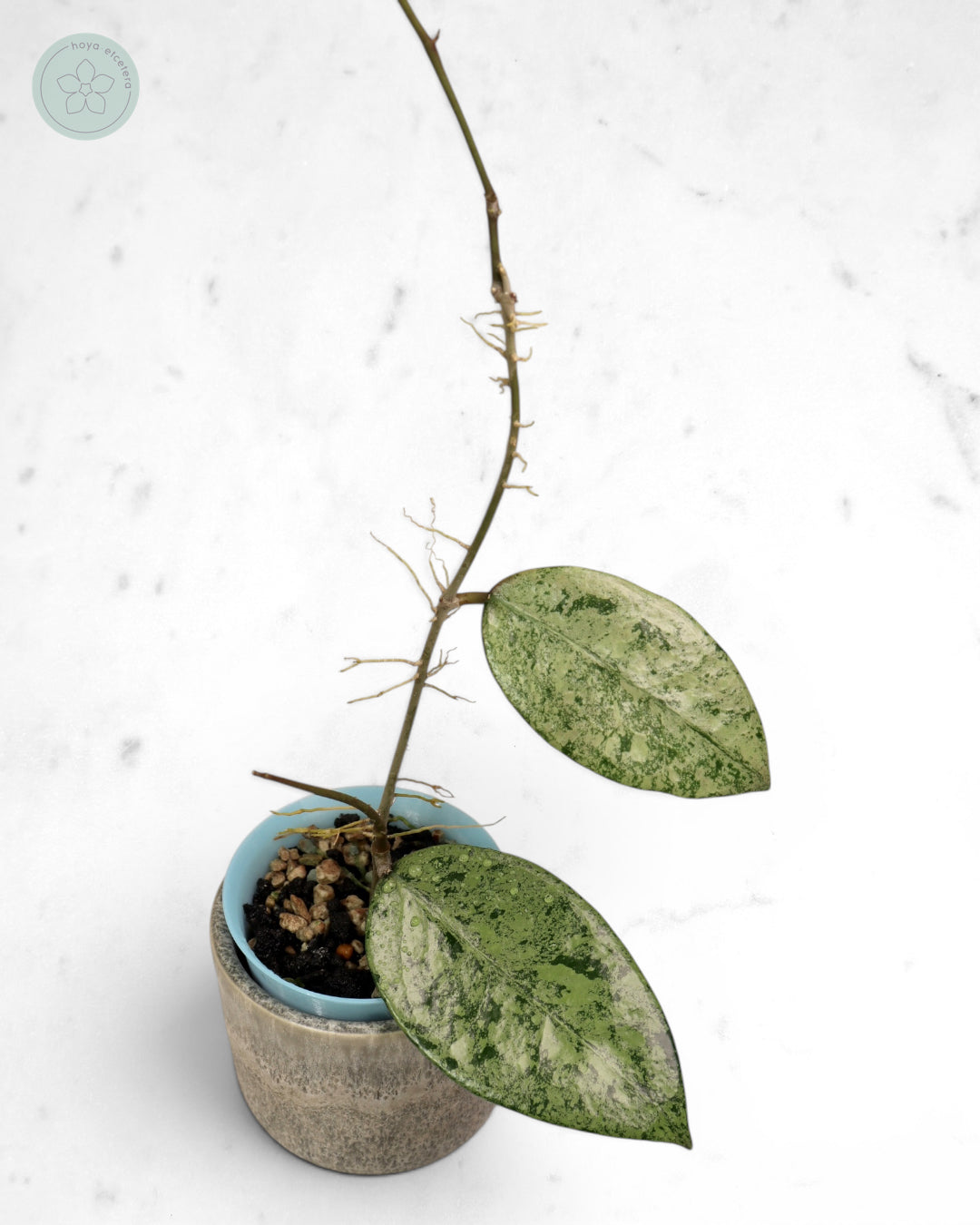 Hoya verticillata (Pacitan silver)