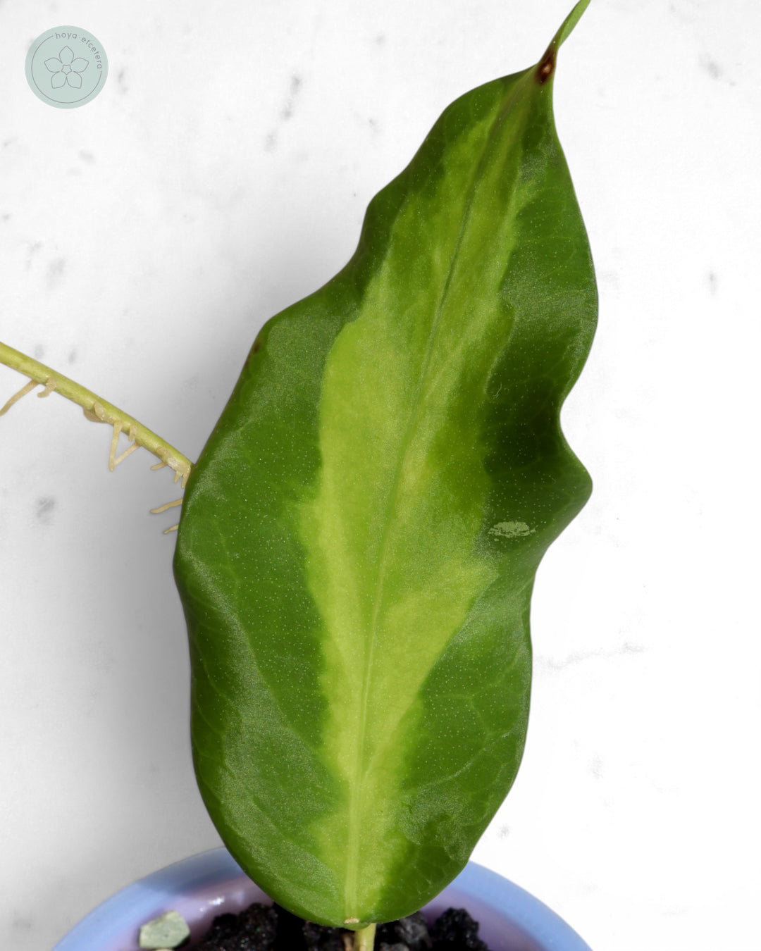 Hoya pimenteliana (variegated)