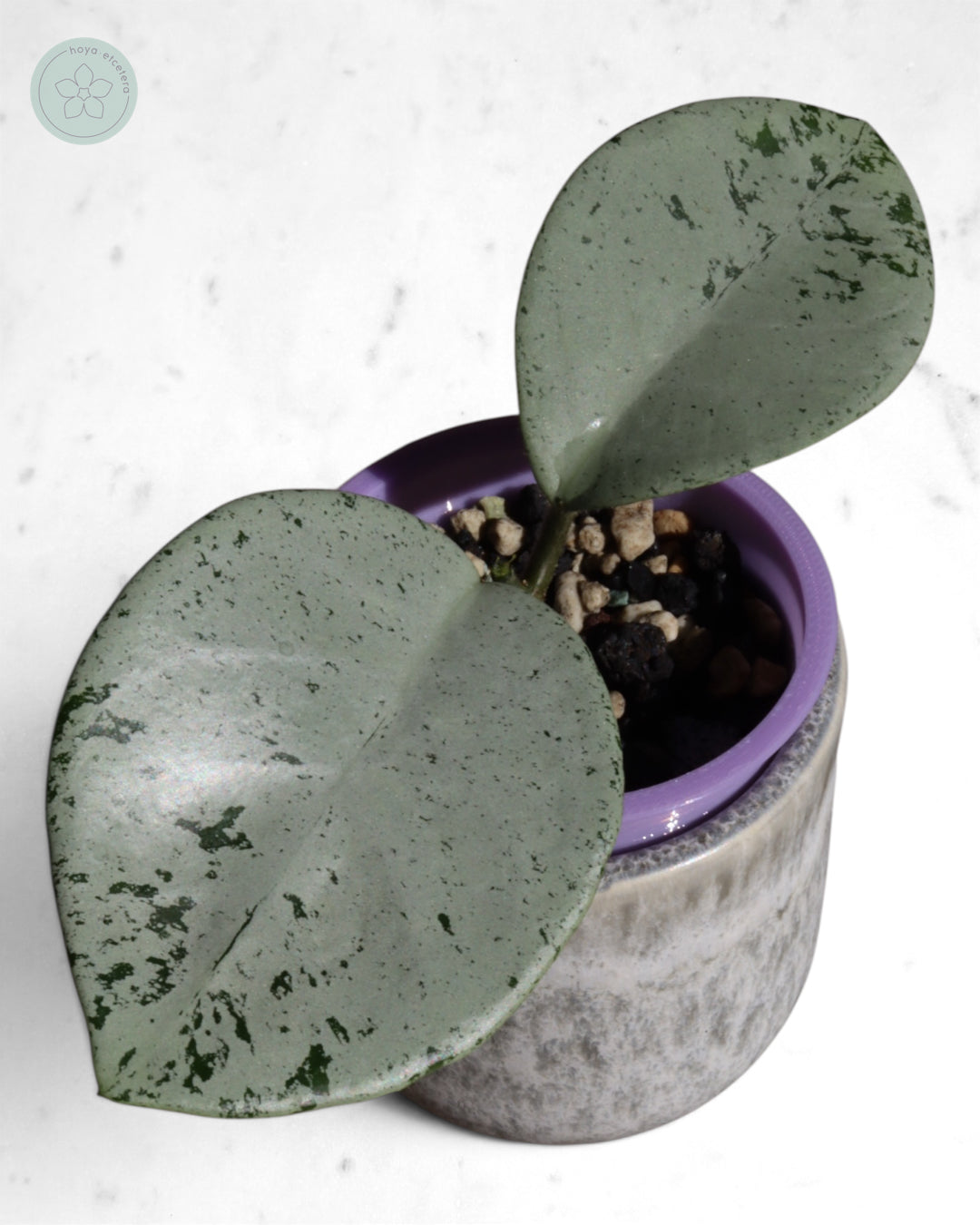 Hoya 'Stardust' (silver)