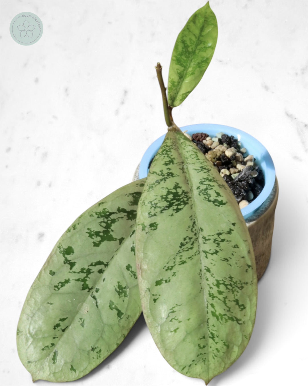 Hoya 'Lorelai'