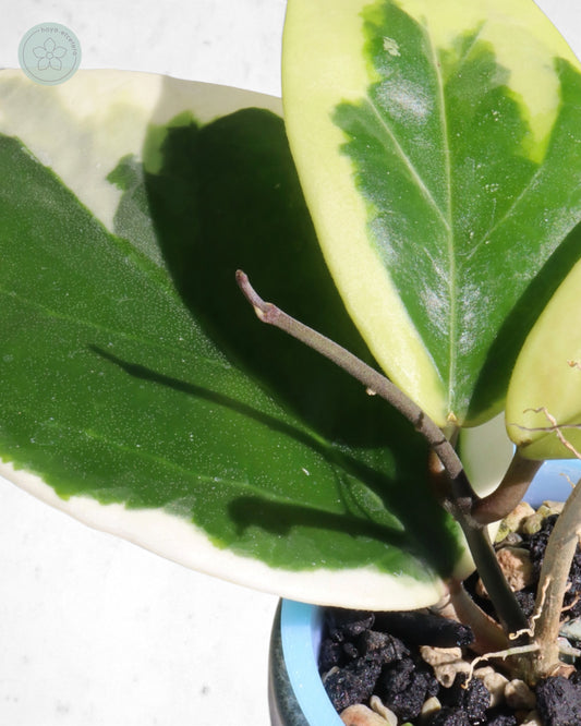 Hoya ilagiorum (albo)