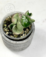 Load image into Gallery viewer, Hoya compacta (silver margin) 🦄