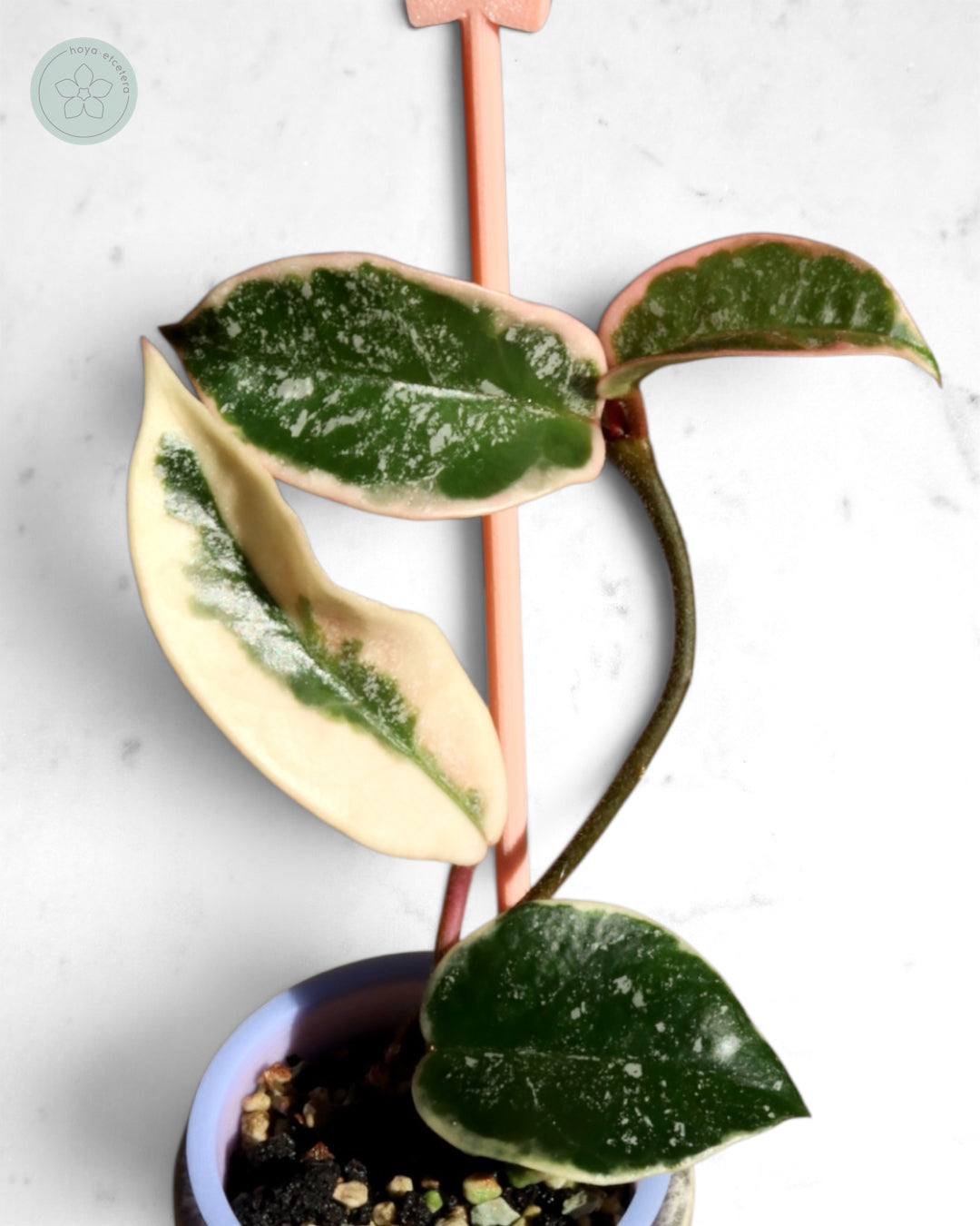 Hoya 'Krimson Queen' (splash)