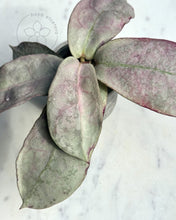 Charger l'image dans la galerie, Hoya mitrata (sp. Buntok silver AH clone)