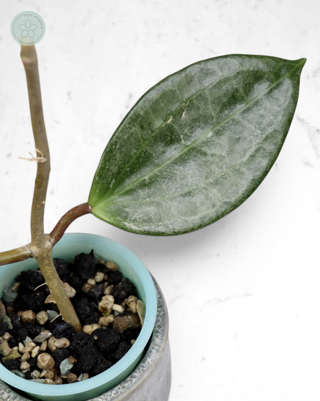 Hoya latifolia 'Rimba Perak' (silver)