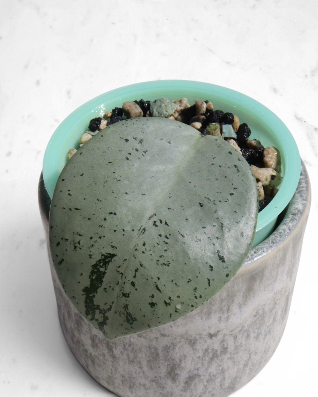 Hoya 'Stardust' (silver) 🌱 cutting