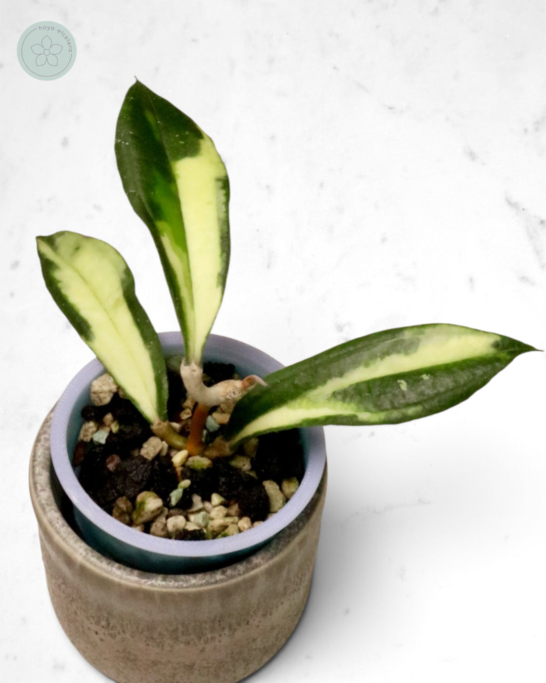 Hoya rigidifolia (variegated)
