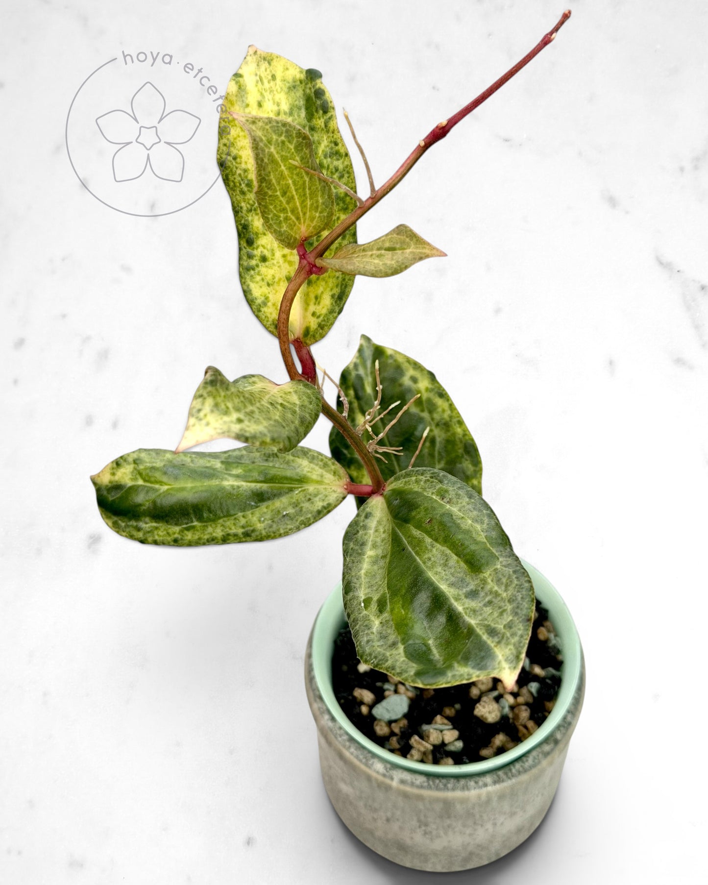 Hoya 'Crocodile'