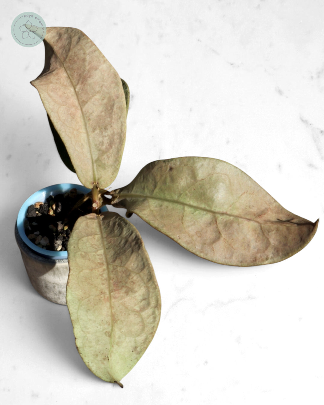Hoya mitrata (Pearl Gold)
