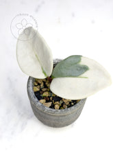 Load image into Gallery viewer, Hoya carnosa 'Argentea Picta'