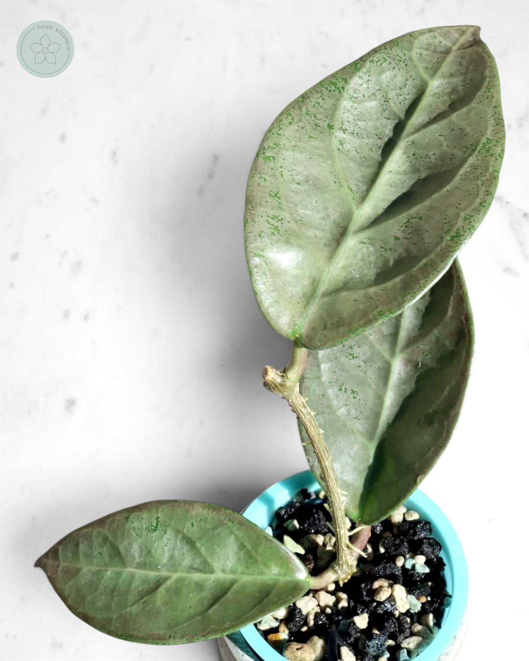 Hoya sp. Lai Chau (silver)