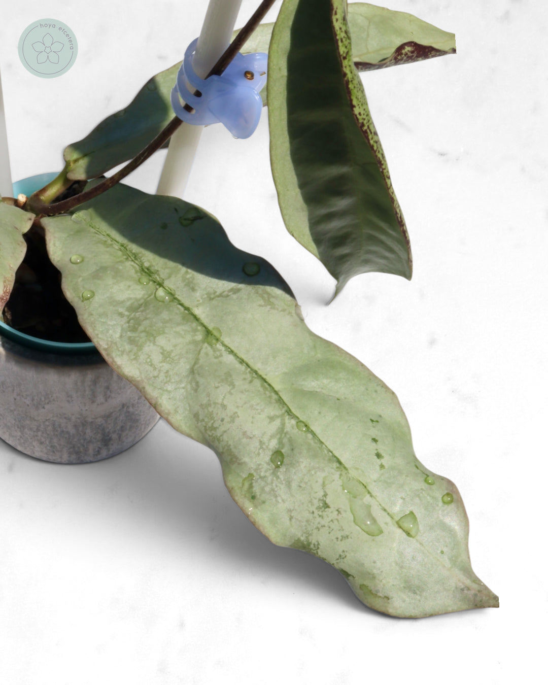 Hoya mitrata (sp. Buntok silver AH clone)