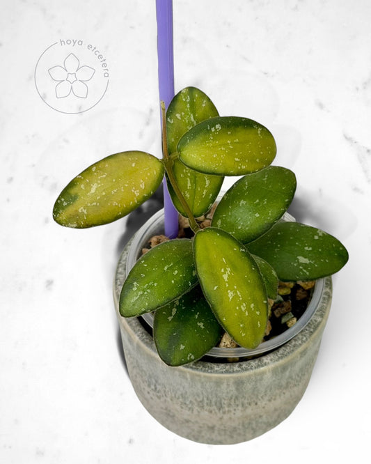 Hoya sp. VL9 (variegated)