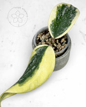 Load image into Gallery viewer, Hoya sp. Rangsan (albo splash)