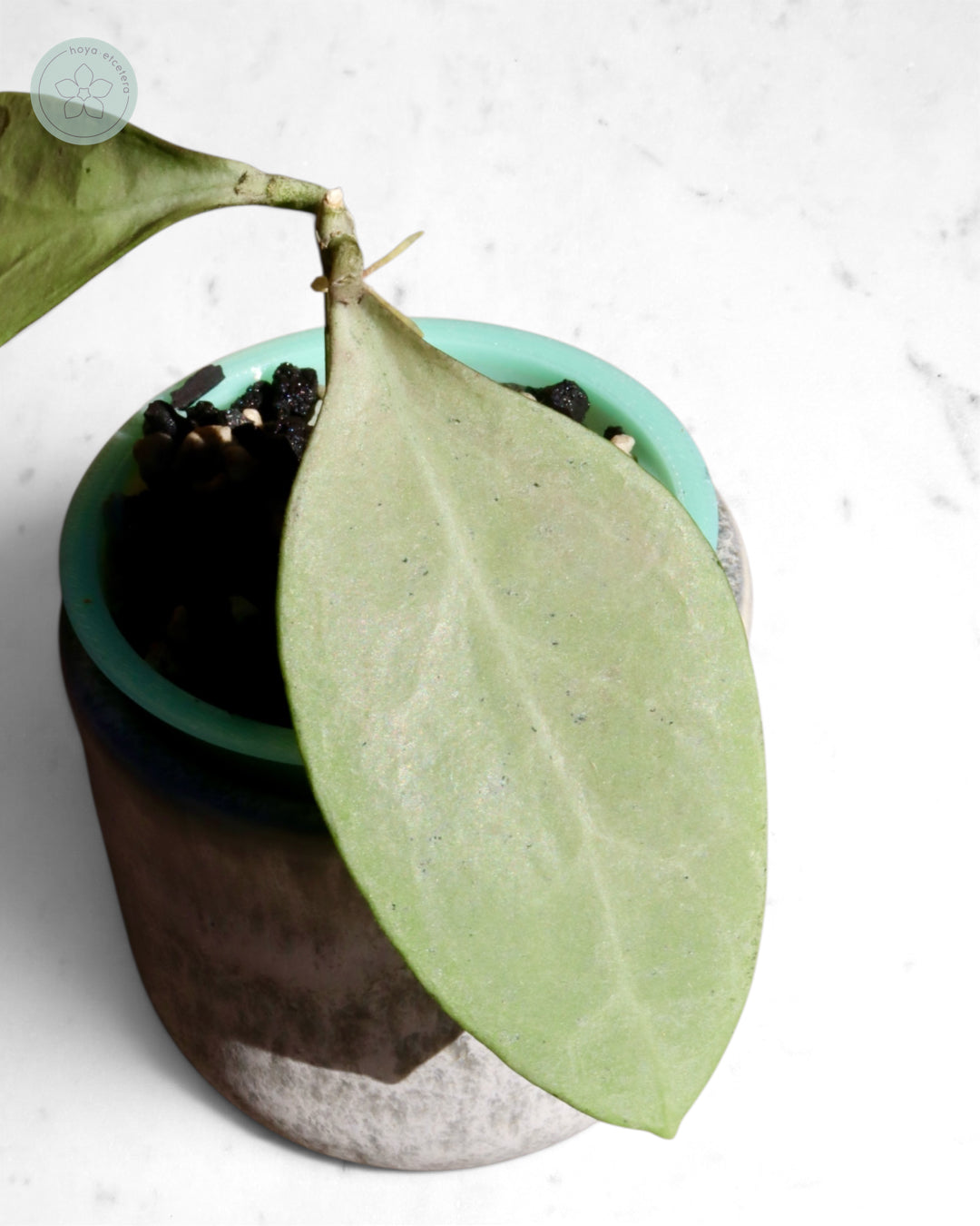 Hoya 'Eliora'