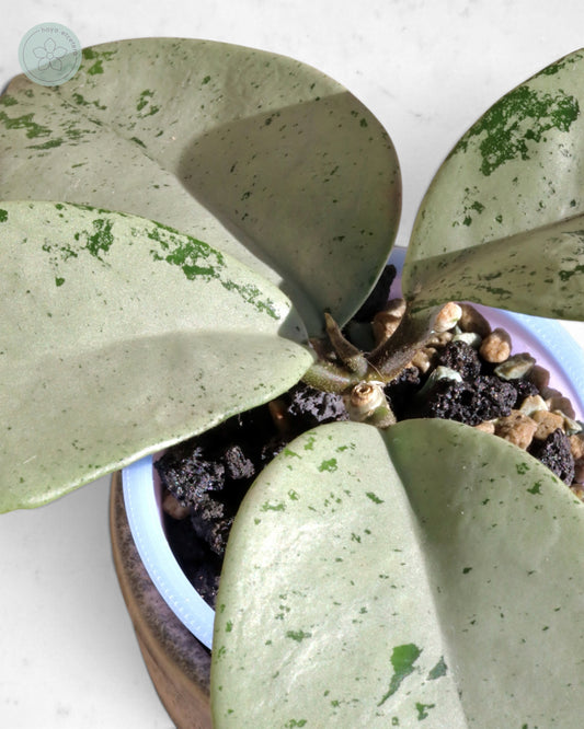Hoya 'Stardust' (silver)
