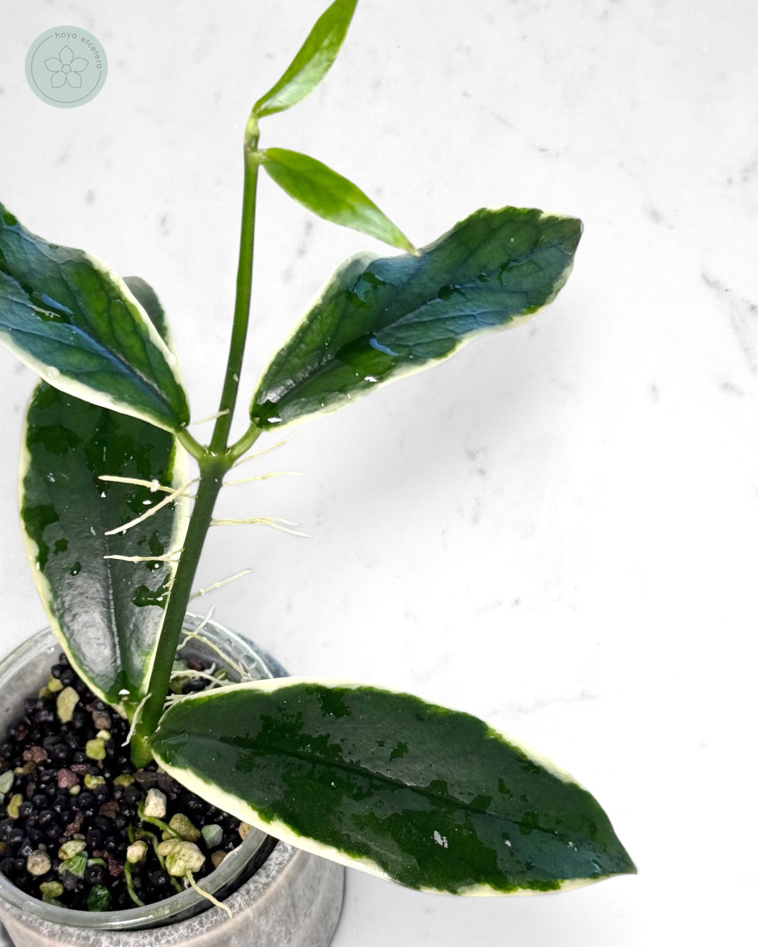 Hoya lobbii (albo)