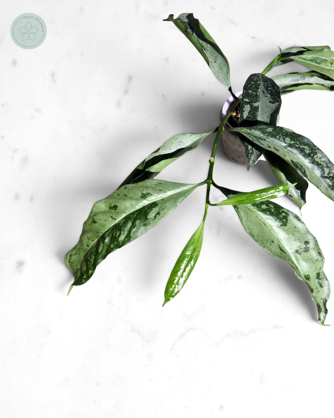 Hoya occultata (silver)
