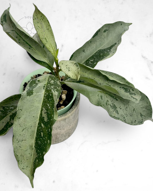 Hoya occultata (silver)