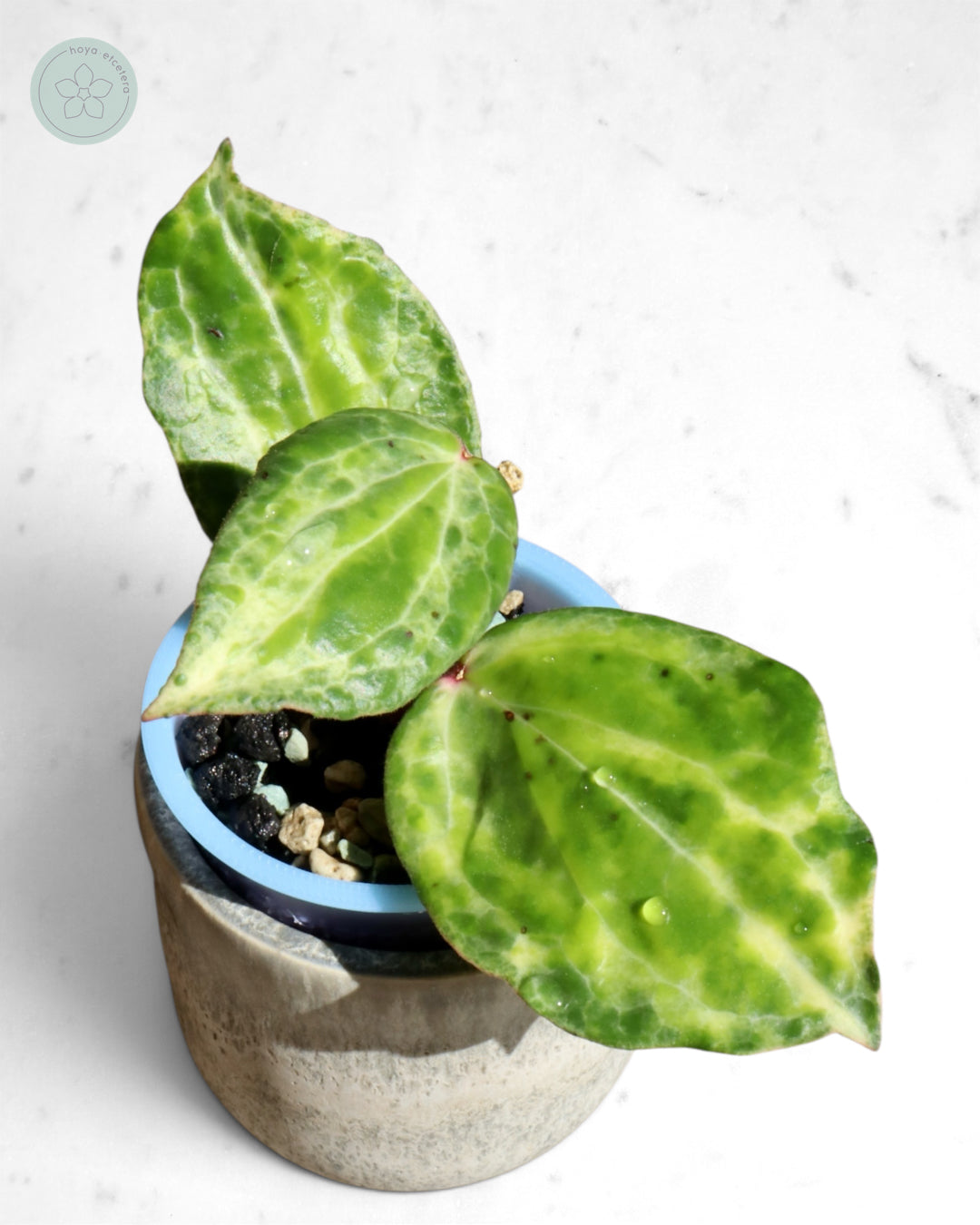 Hoya 'Crocodile'
