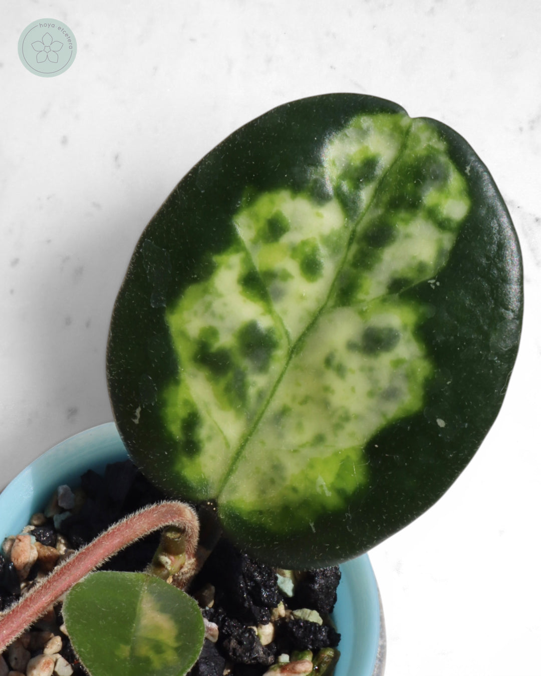 Hoya carnosa 'Madara' (Green Edge)