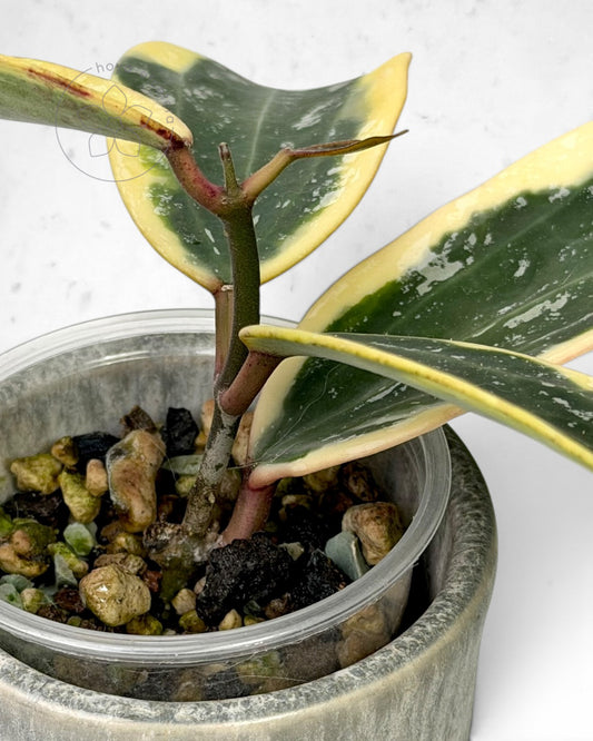 Hoya sp. Rangsan (albo splash)