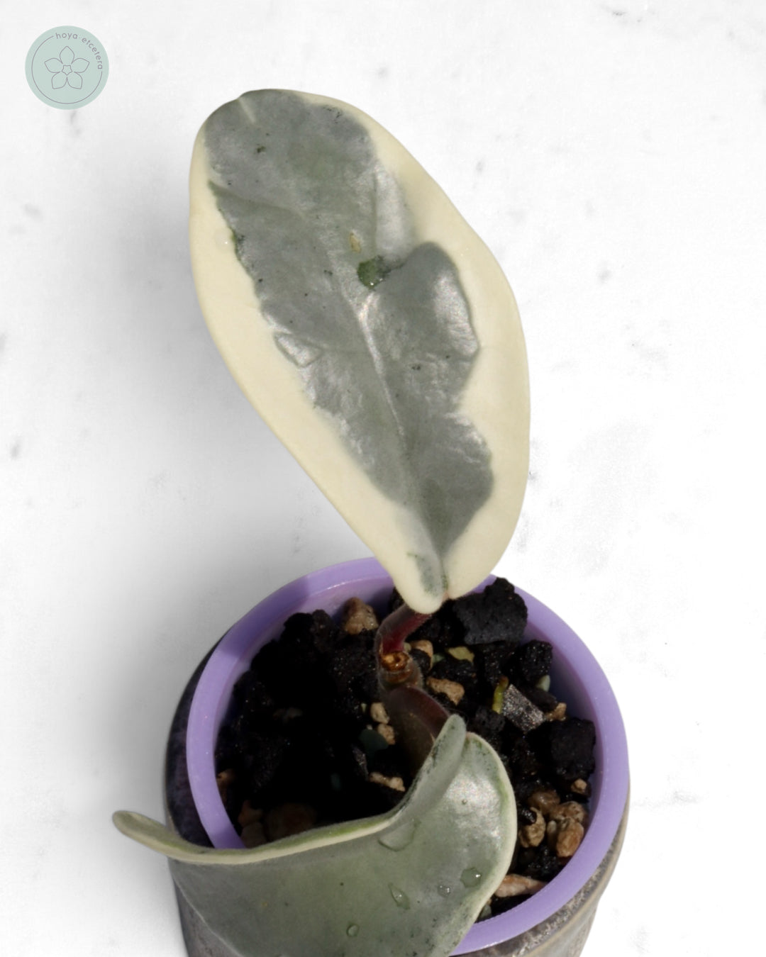Hoya carnosa 'Argentea Picta'